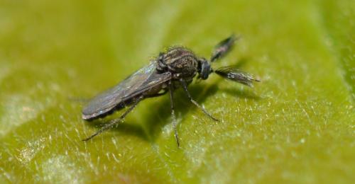 Réf. 340 462 : Dasyhelea sp.